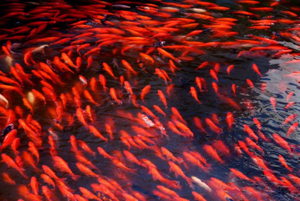 红运当头的大红锦鲤优美鱼的图片_WWW.TQQA.COM