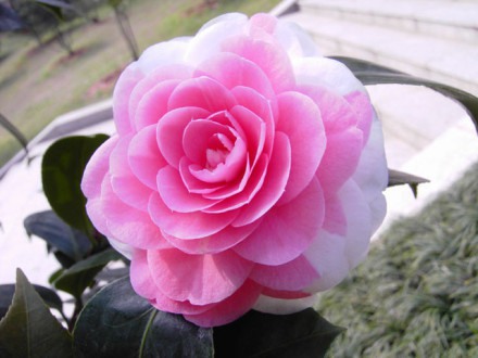 这种茶花叫银边十八学士，真是美到爆啊 花朵小_WWW.TQQA.COM