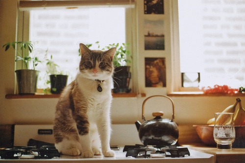 宛如天使般存在的猫咪_猫咪美图_WWW.TQQA.COM
