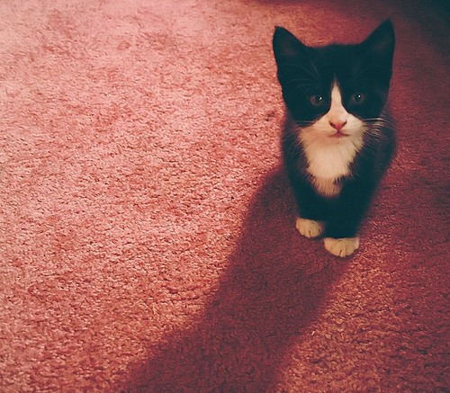 好吧，我就是个猫控 猫咪美图_WWW.TQQA.COM
