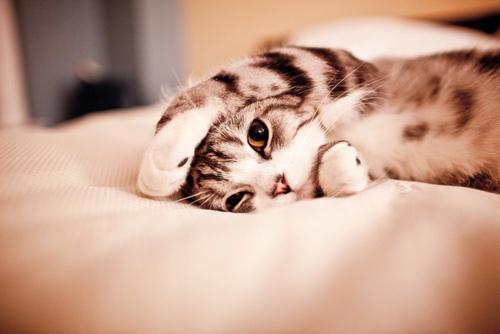 cute kitty_WWW.TQQA.COM