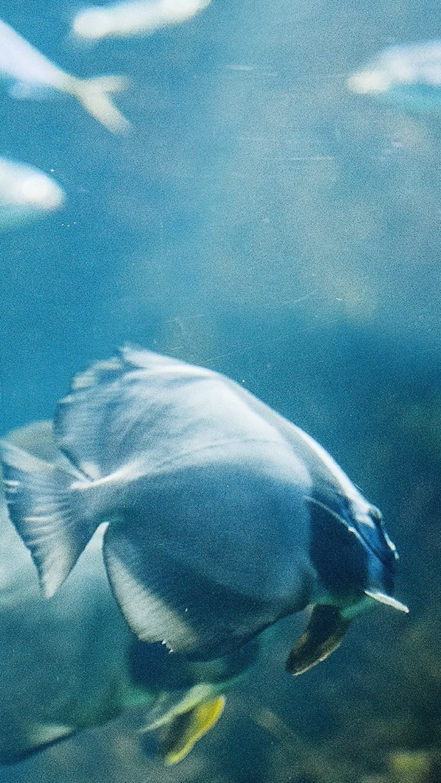 关于水中的鱼的唯美文艺美图_WWW.TQQA.COM