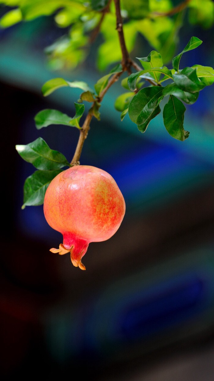 生机盎然的故宫紫禁城风景图片_WWW.TQQA.COM