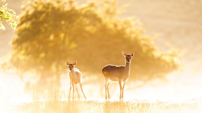 生活在丛林中的鹿_动物唯美图片_WWW.TQQA.COM