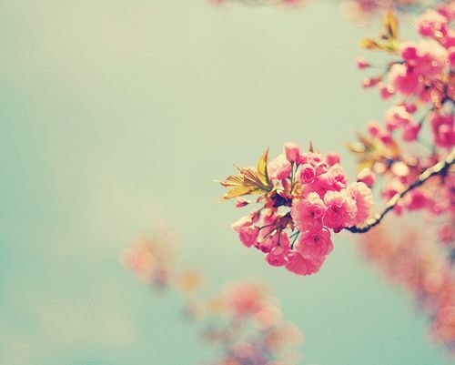 花一开满就相爱吧 -小清新_WWW.TQQA.COM