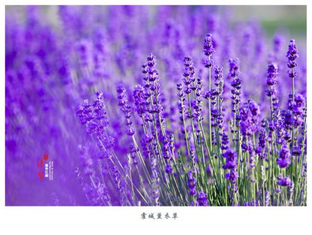 一起去六月的伊犁霍城看薰衣草花海吧_WWW.TQQA.COM
