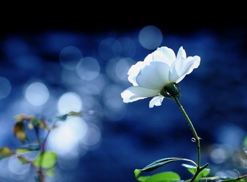 花一开满就相爱吧 -小清新_WWW.TQQA.COM