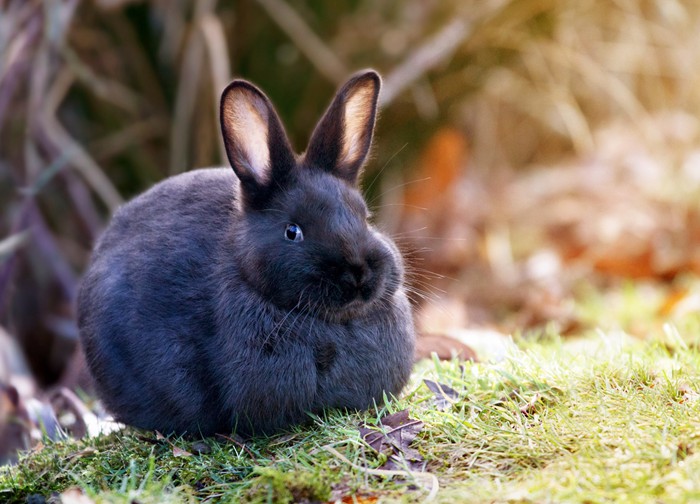 超可爱的小兔子动物美图图片_WWW.TQQA.COM