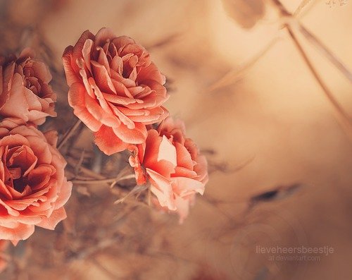 如花期一期一会，活在当下_WWW.TQQA.COM