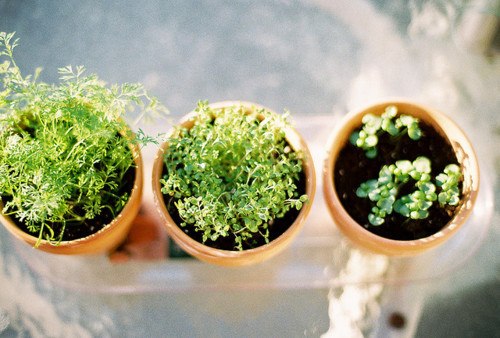 很多时候我更愿意去养一棵植物_WWW.TQQA.COM