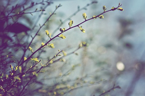 各式各样的关于树枝与花朵的唯美小清新美图分_WWW.TQQA.COM