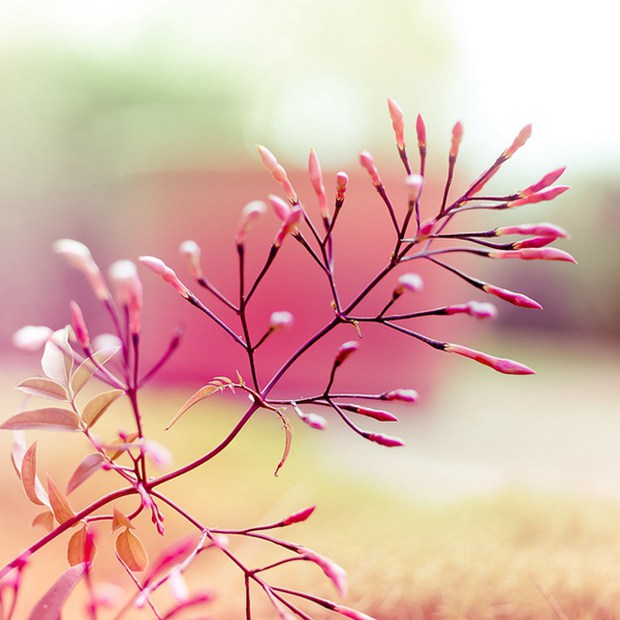 花开的季节最为迷人_治愈系小清新花朵图片_WWW.TQQA.COM