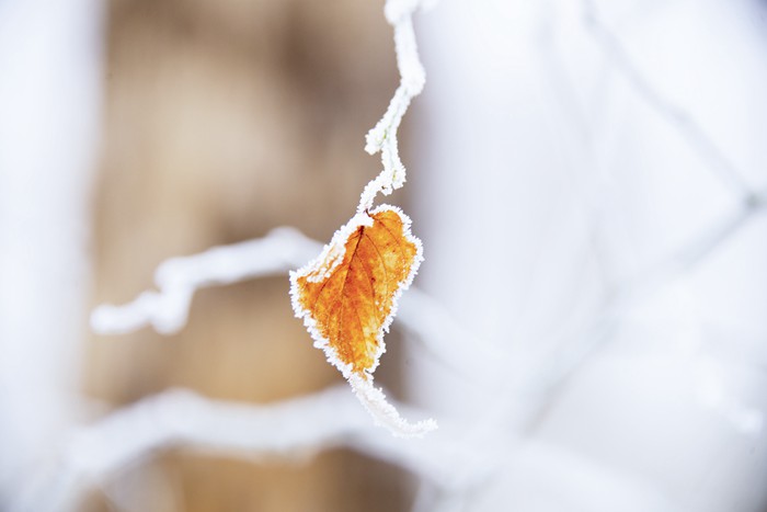 结霜的花草植物美景图片_WWW.TQQA.COM