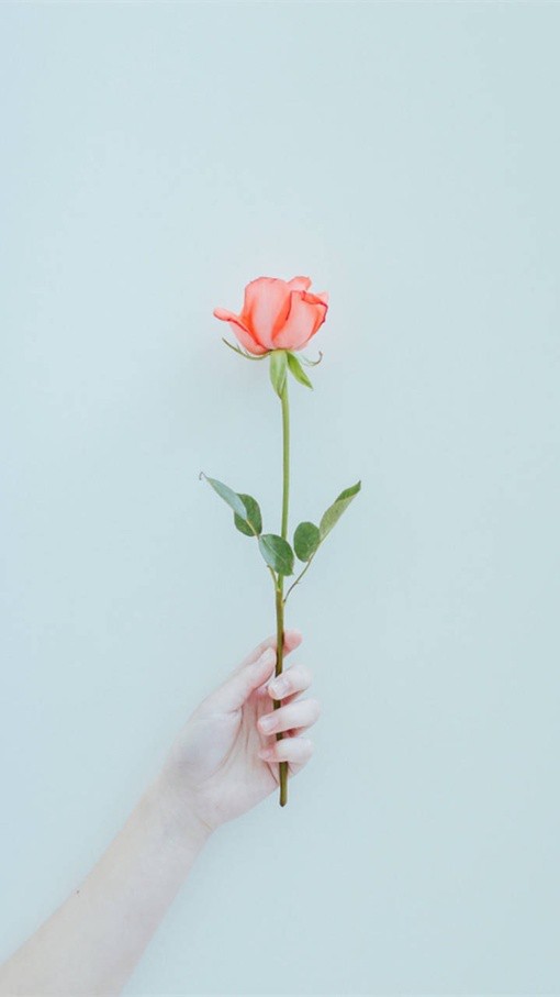 一波好看又唯美高冷的花朵小清新图片分享_WWW.TQQA.COM