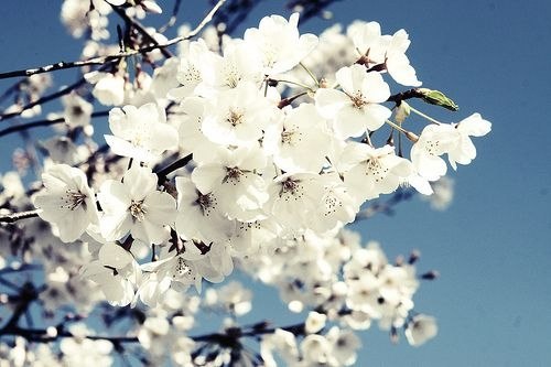 花一开满就相爱吧 -小清新_WWW.TQQA.COM