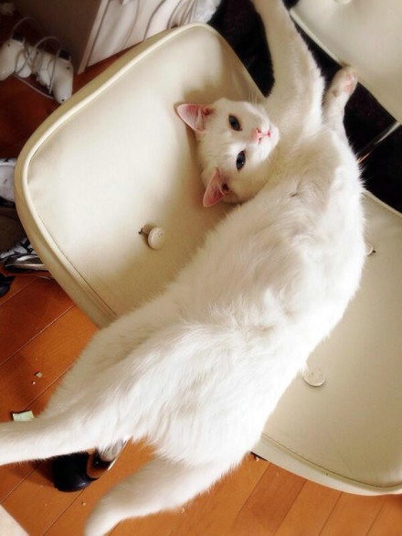 主人，请你凝视我  mino猫咪搞怪美图_WWW.TQQA.COM