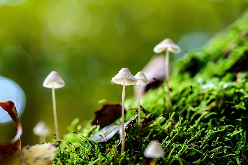 树林里的野蘑菇唯美植物图片_WWW.TQQA.COM