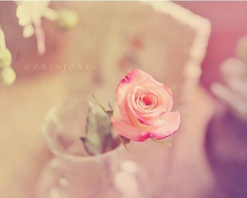 一路上或鲜花盛开，或落英缤纷_WWW.TQQA.COM