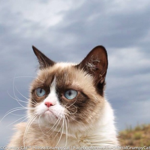 喵星人生气了_猫咪图片_WWW.TQQA.COM