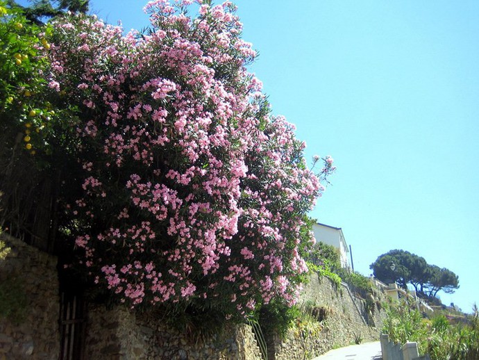 值得去旅行的意大利五渔村唯美图片_WWW.TQQA.COM