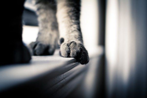 像这么萌的猫咪我也想养一只_小清新猫咪图片_WWW.TQQA.COM