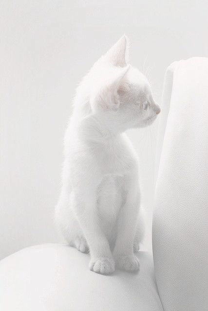 白色的猫咪，神圣而优雅_WWW.TQQA.COM
