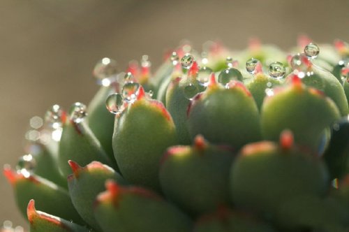 鲜嫩多汁的多肉植物唯美图片分享喽_WWW.TQQA.COM