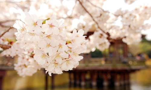 好看又浪漫的樱花小清新图片分享_WWW.TQQA.COM