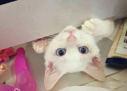 主人，请你凝视我  mino猫咪搞怪美图_WWW.TQQA.COM