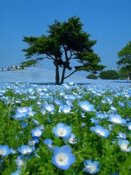 花开成海 唯美花海图片_WWW.TQQA.COM