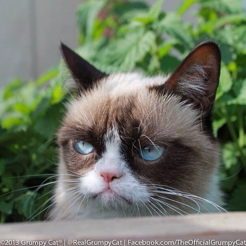喵星人生气了_猫咪图片_WWW.TQQA.COM