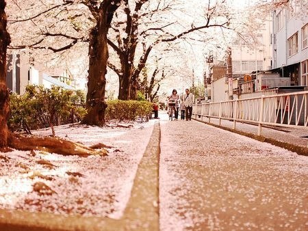 与春暖花开的季节不期而遇_WWW.TQQA.COM