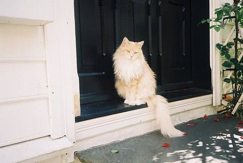 你会与我一样的喜欢猫吗_WWW.TQQA.COM