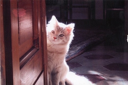 喵星人说我们是愚蠢的地球人_WWW.TQQA.COM