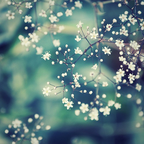 花  美图_WWW.TQQA.COM