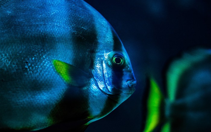 超美的热带鱼图片，最后一张搞笑了_WWW.TQQA.COM