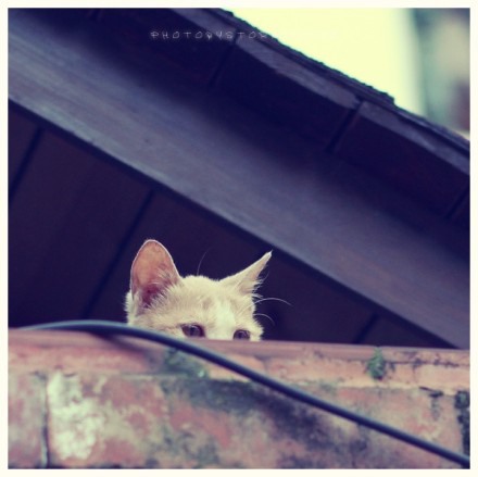 潜伏在鼓浪屿上的喵星人 猫咪美图_WWW.TQQA.COM