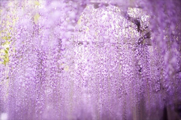 梦幻妖娆的紫藤萝优美花朵图片_WWW.TQQA.COM