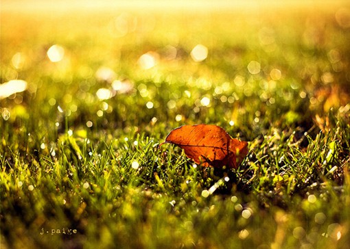 关于秋天与落叶的季节唯美风光小清新图片_WWW.TQQA.COM