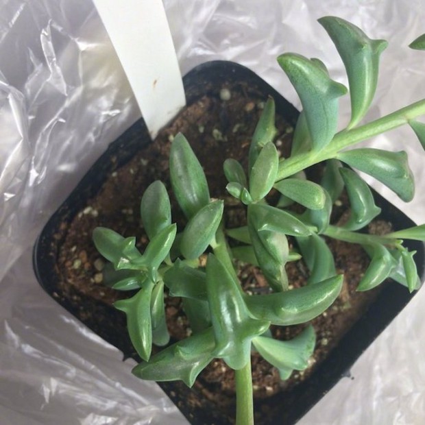多肉植物界的新晋网红，海豚弦月多肉图片欣赏_WWW.TQQA.COM