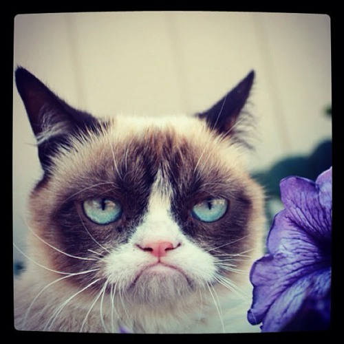 喵星人生气了_猫咪图片_WWW.TQQA.COM