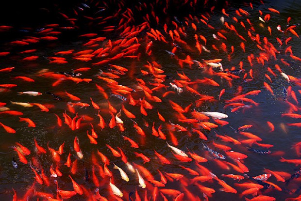 红运当头的大红锦鲤优美鱼的图片_WWW.TQQA.COM