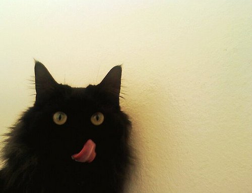 超级可爱的黑色的小猫咪美图，么么哒_WWW.TQQA.COM