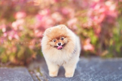 10张非常小清新的Pomeranian博美犬美图_WWW.TQQA.COM