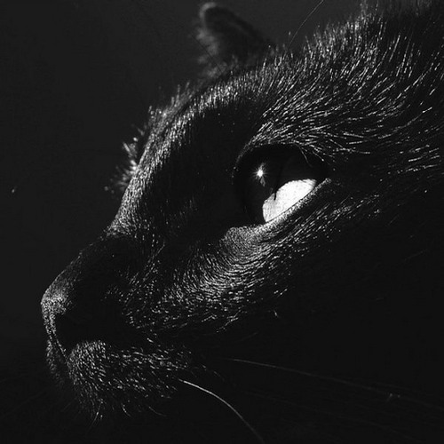 本喵是萌神 萌萌哒的黑猫唯美图片_WWW.TQQA.COM