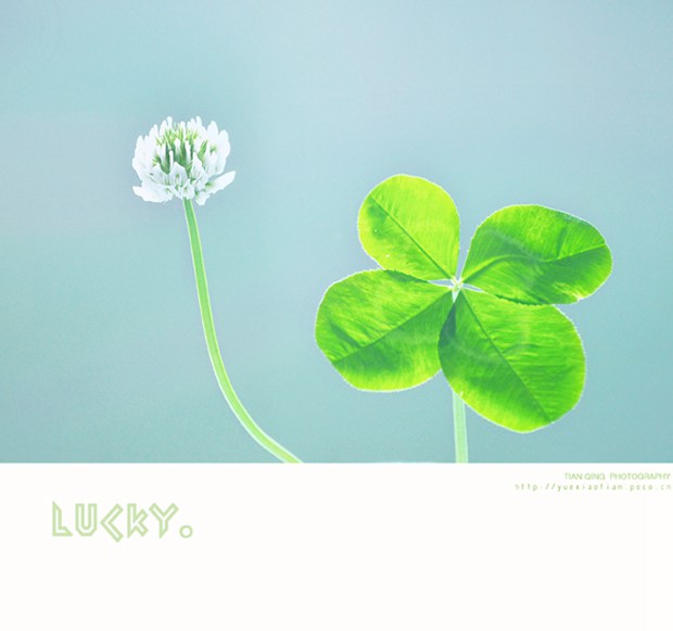 代表幸运的三叶草、四叶草唯美美图图片_WWW.TQQA.COM