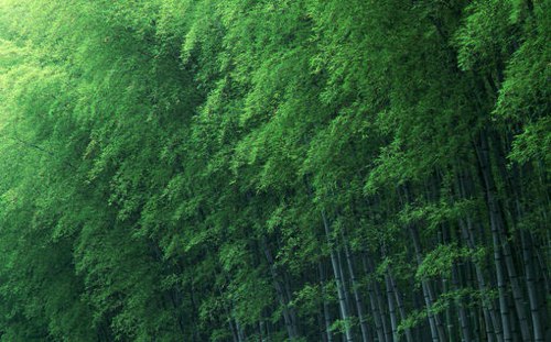 一组好看的竹林竹子小清新图片，意境之美_WWW.TQQA.COM