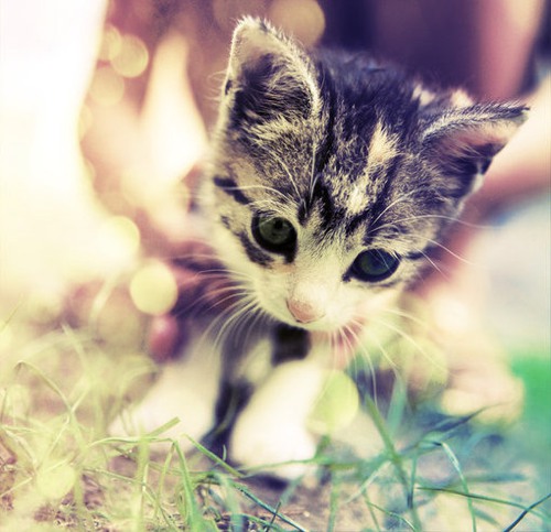 你好，喵眯酱 猫咪小清新图片_WWW.TQQA.COM