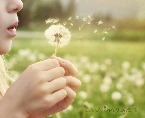 一组超唯美梦幻的蒲公英美图_WWW.TQQA.COM