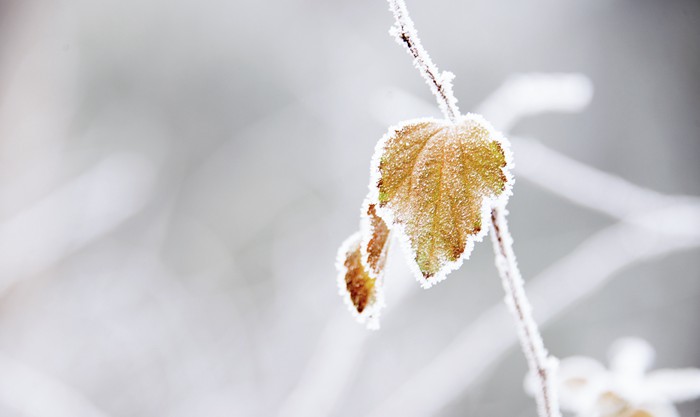 结霜的花草植物美景图片_WWW.TQQA.COM